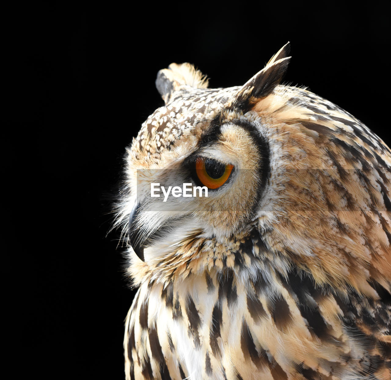 Close-up of owl looking away against black background