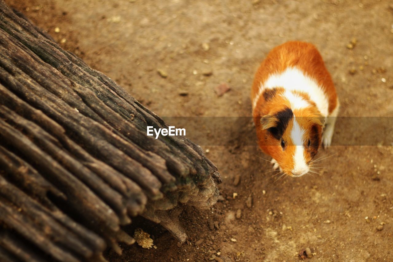 High angle view of animal lying on wood