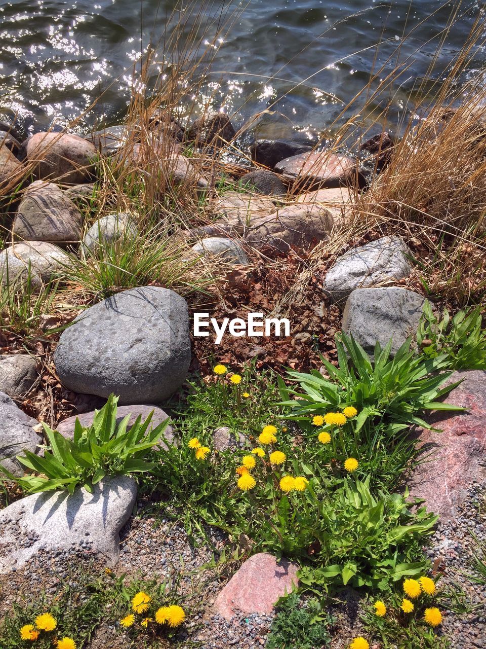 High angle view of stones and yellow flowers by river