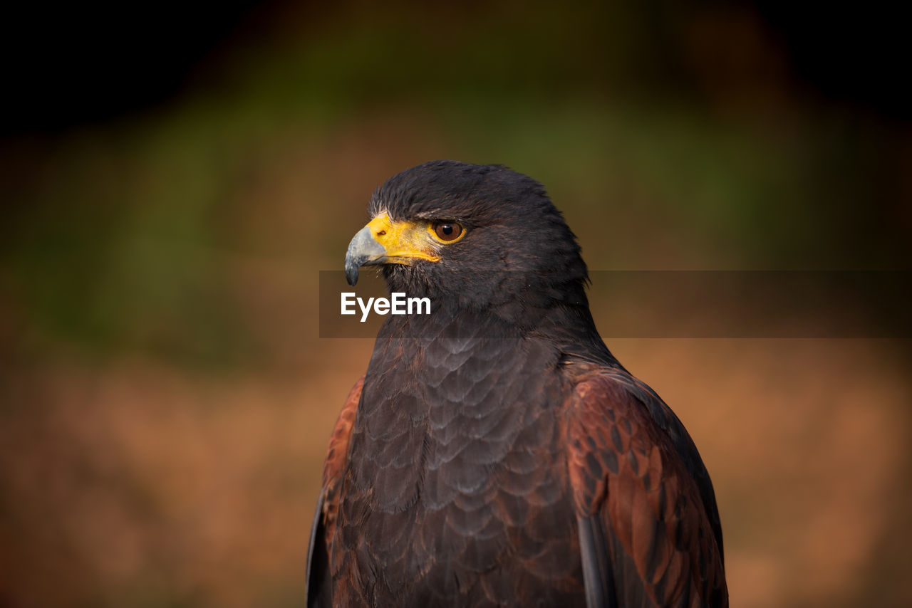 CLOSE-UP OF EAGLE