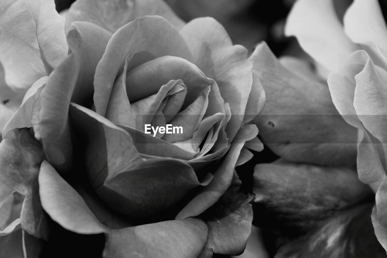 CLOSE-UP OF ROSE FLOWER