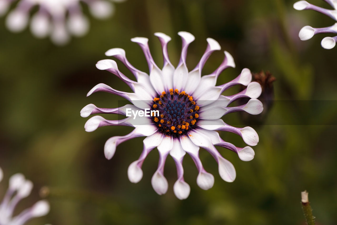 Close-up of flower blooming outdoors