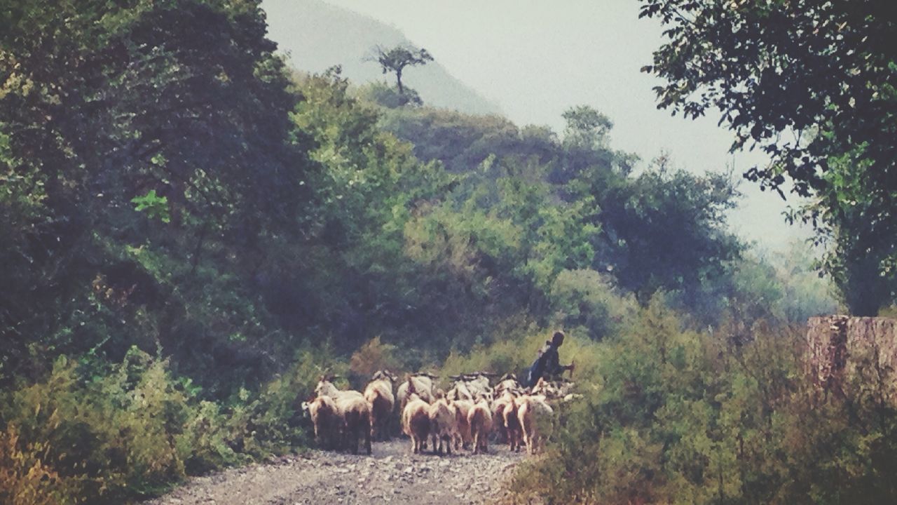 Man with goats amidst trees in village