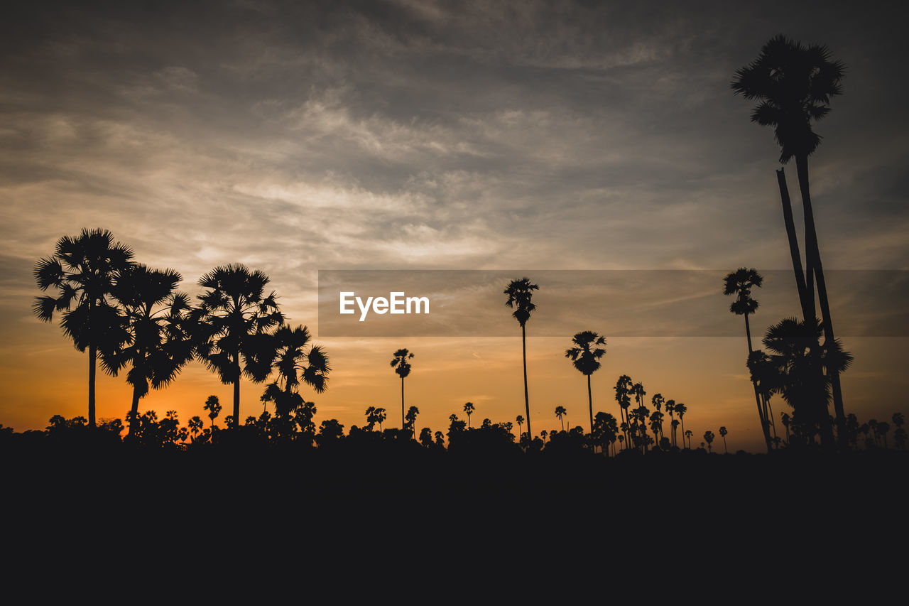 Sunset with palm trees silhouette background