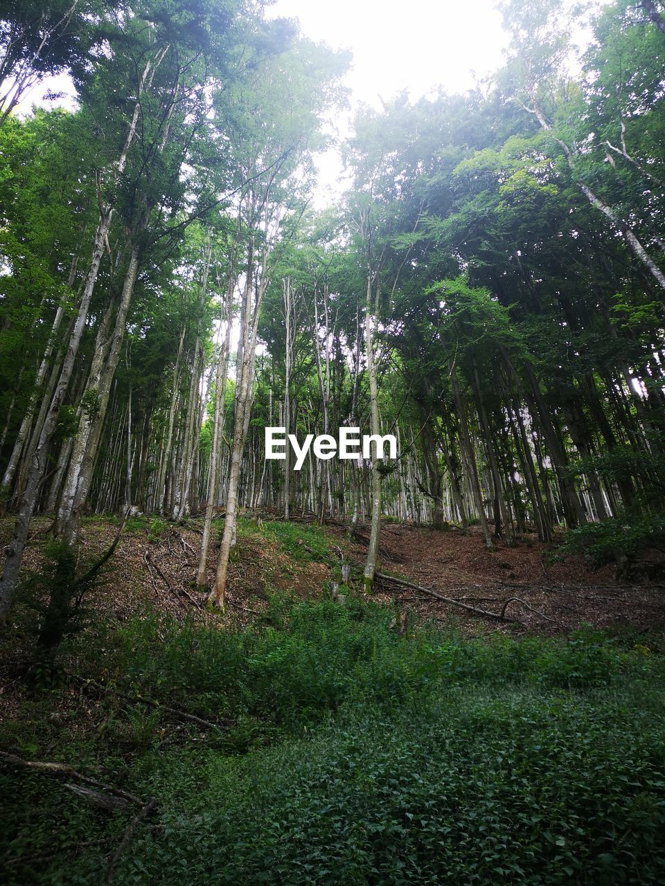 TREES GROWING IN A FOREST