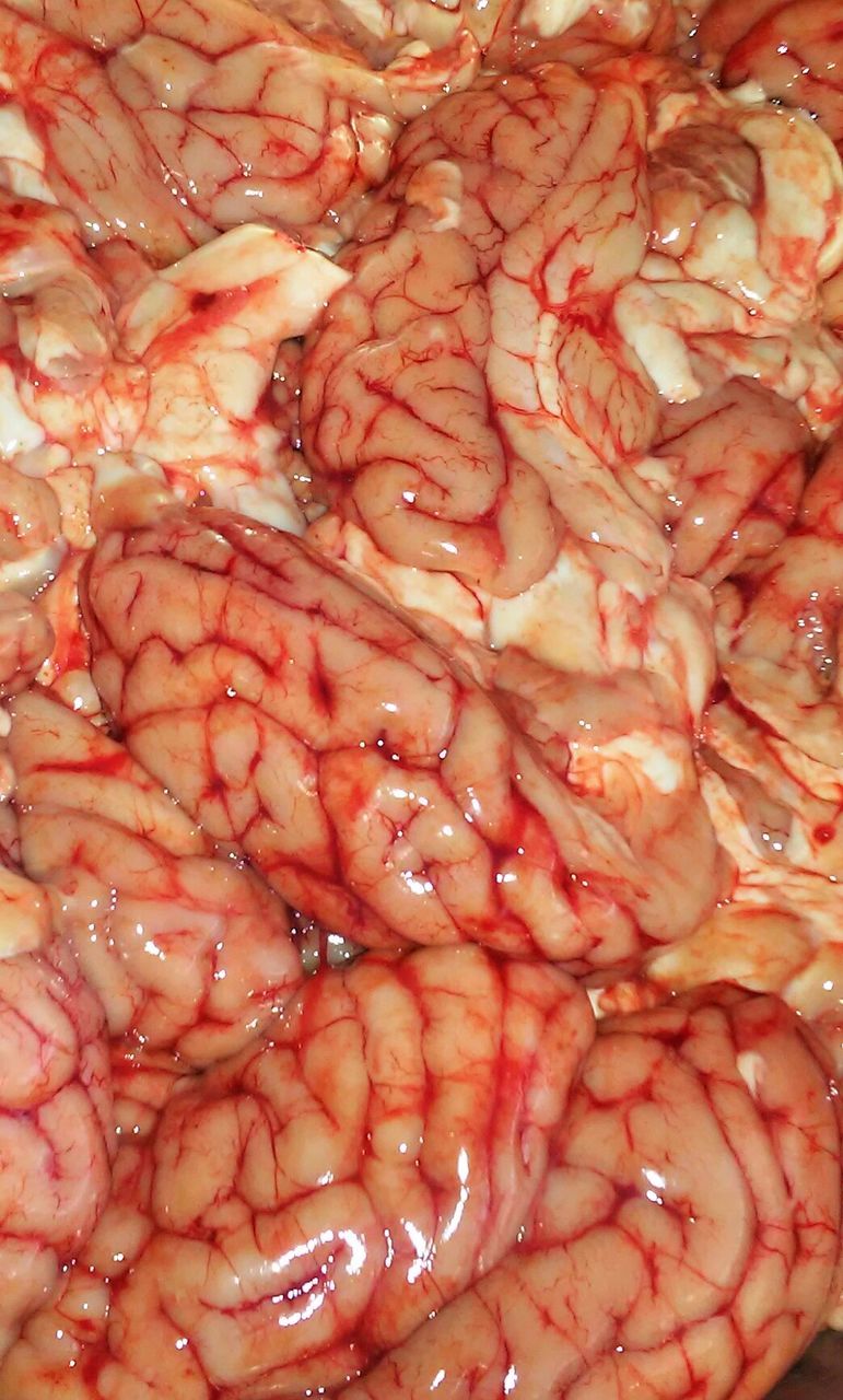 Full frame shot of animal brains