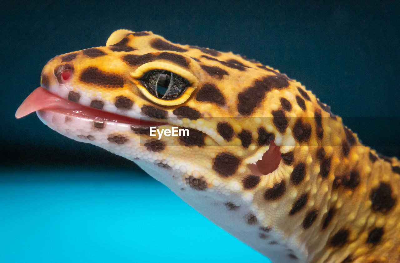 CLOSE-UP OF A TURTLE IN A WATER