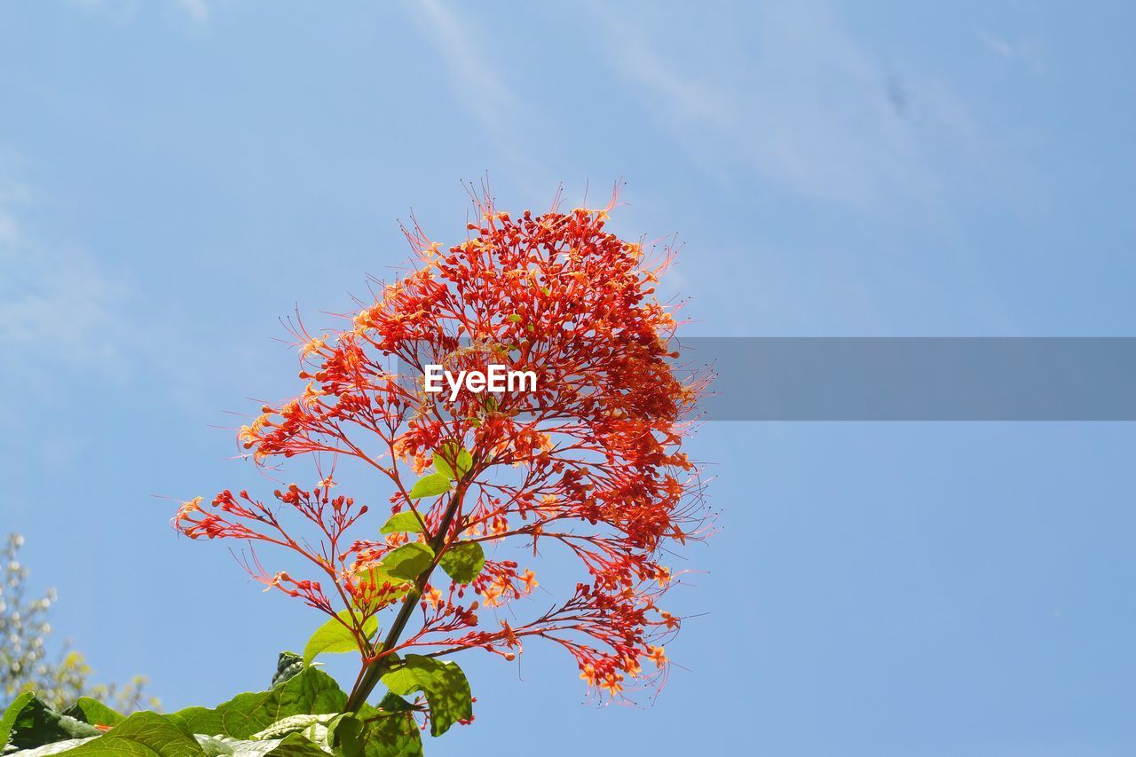LOW ANGLE VIEW OF FLOWERING PLANT AGAINST SKY