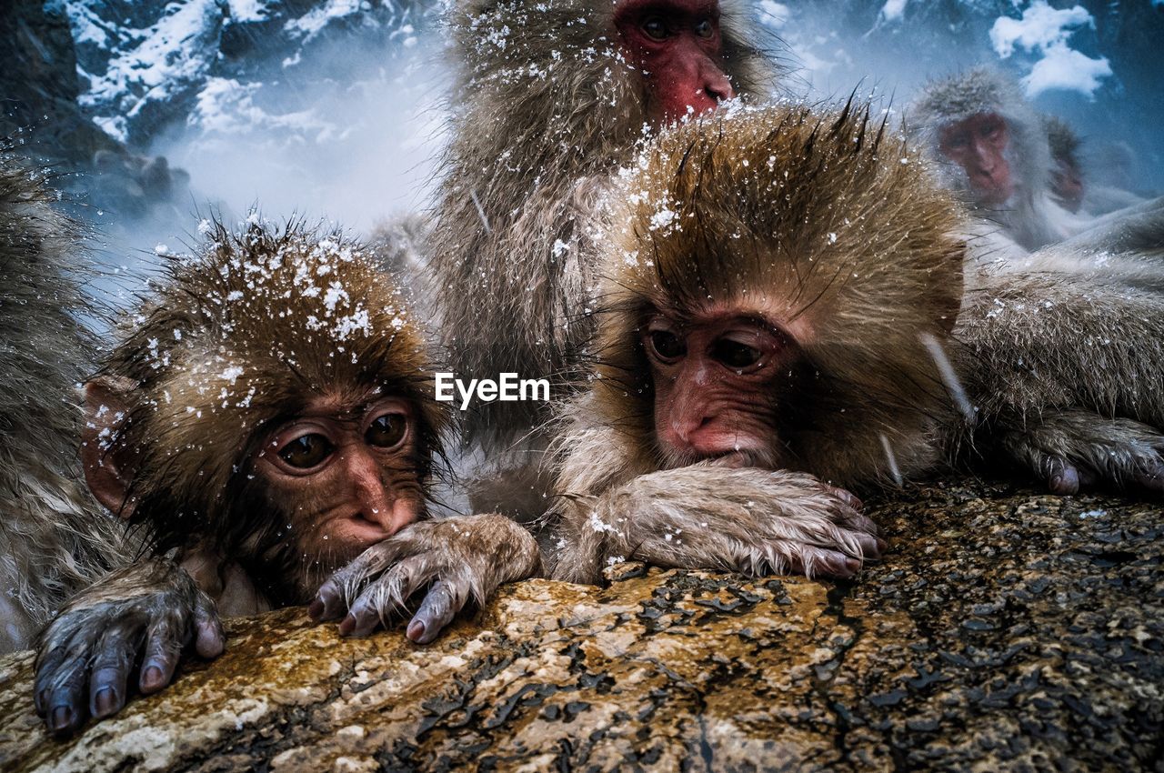 Japanese macaques in hot spring