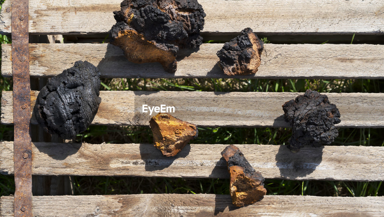Pieces of natural chaga birch mushroom on a wooden background. top view. selective focus.
