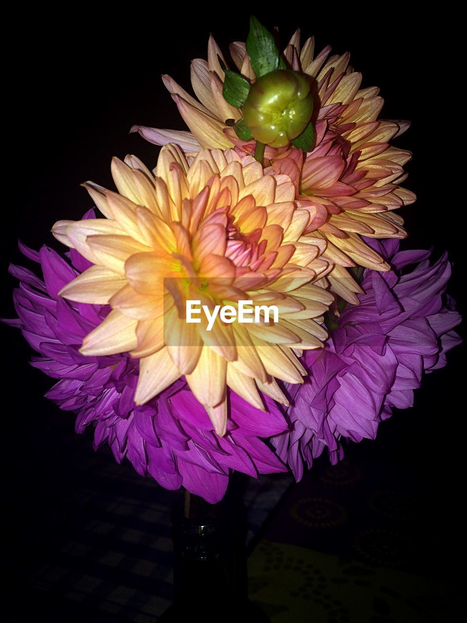 CLOSE-UP OF FLOWERS OVER BLACK BACKGROUND