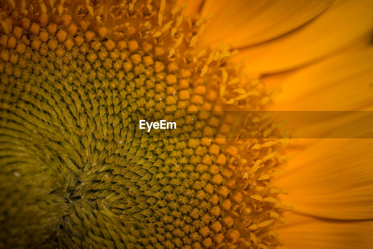 Detail shot of sunflower blooming outdoors