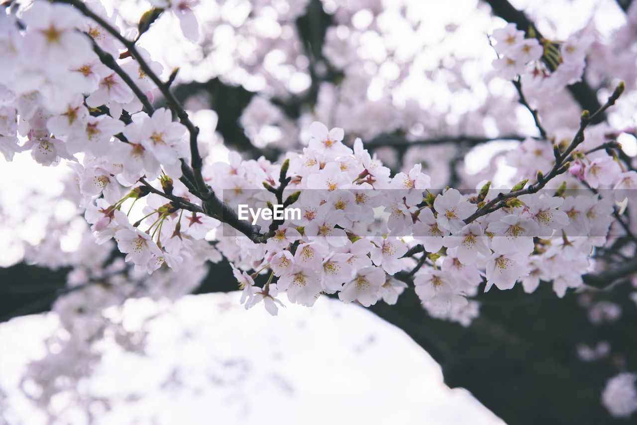 CLOSE-UP OF CHERRY BLOSSOM