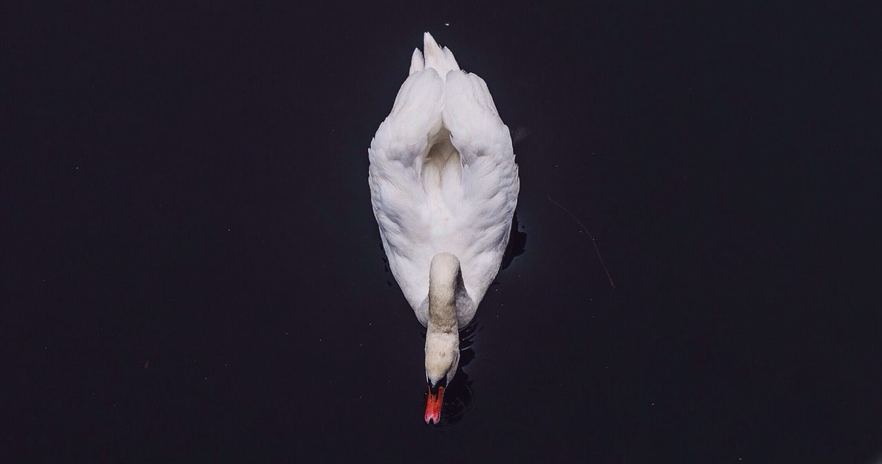 White swan on dark water