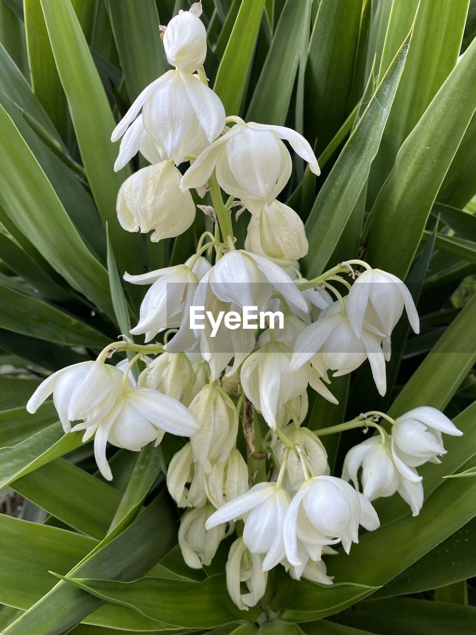 plant, flower, beauty in nature, flowering plant, leaf, plant part, freshness, growth, petal, close-up, nature, green, white, fragility, no people, flower head, inflorescence, botany, springtime, outdoors, lily