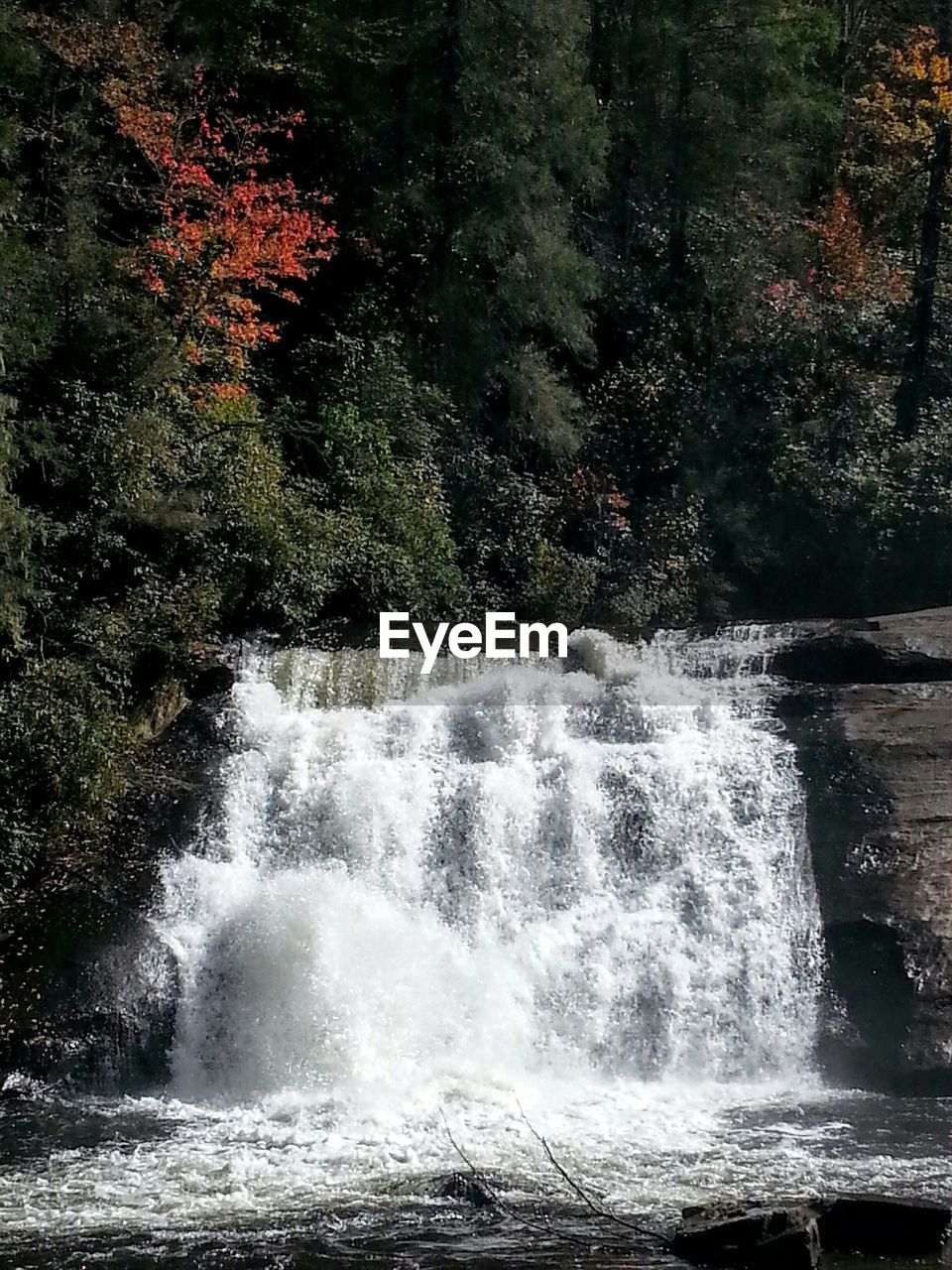 Waterfall amidst trees in forest