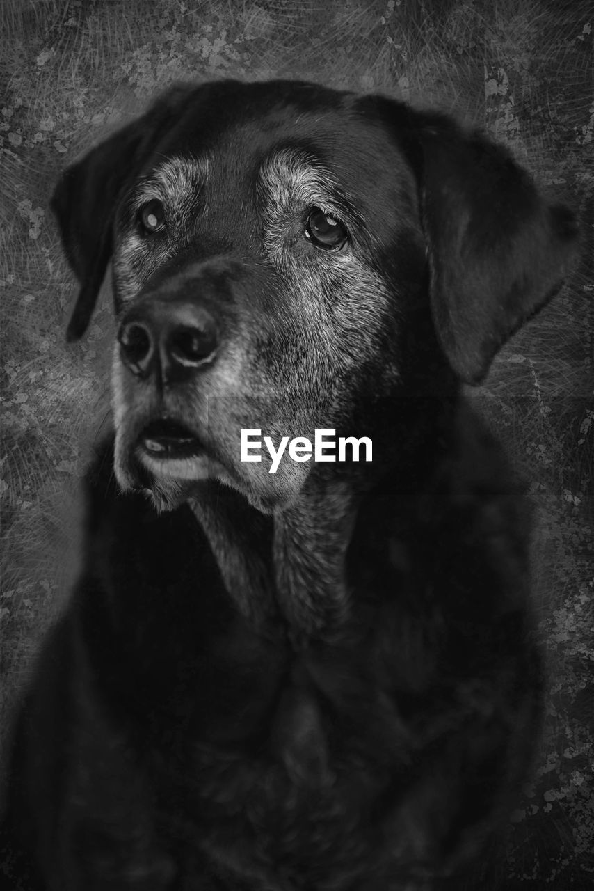 CLOSE-UP PORTRAIT OF DOG LOOKING AWAY OUTDOORS