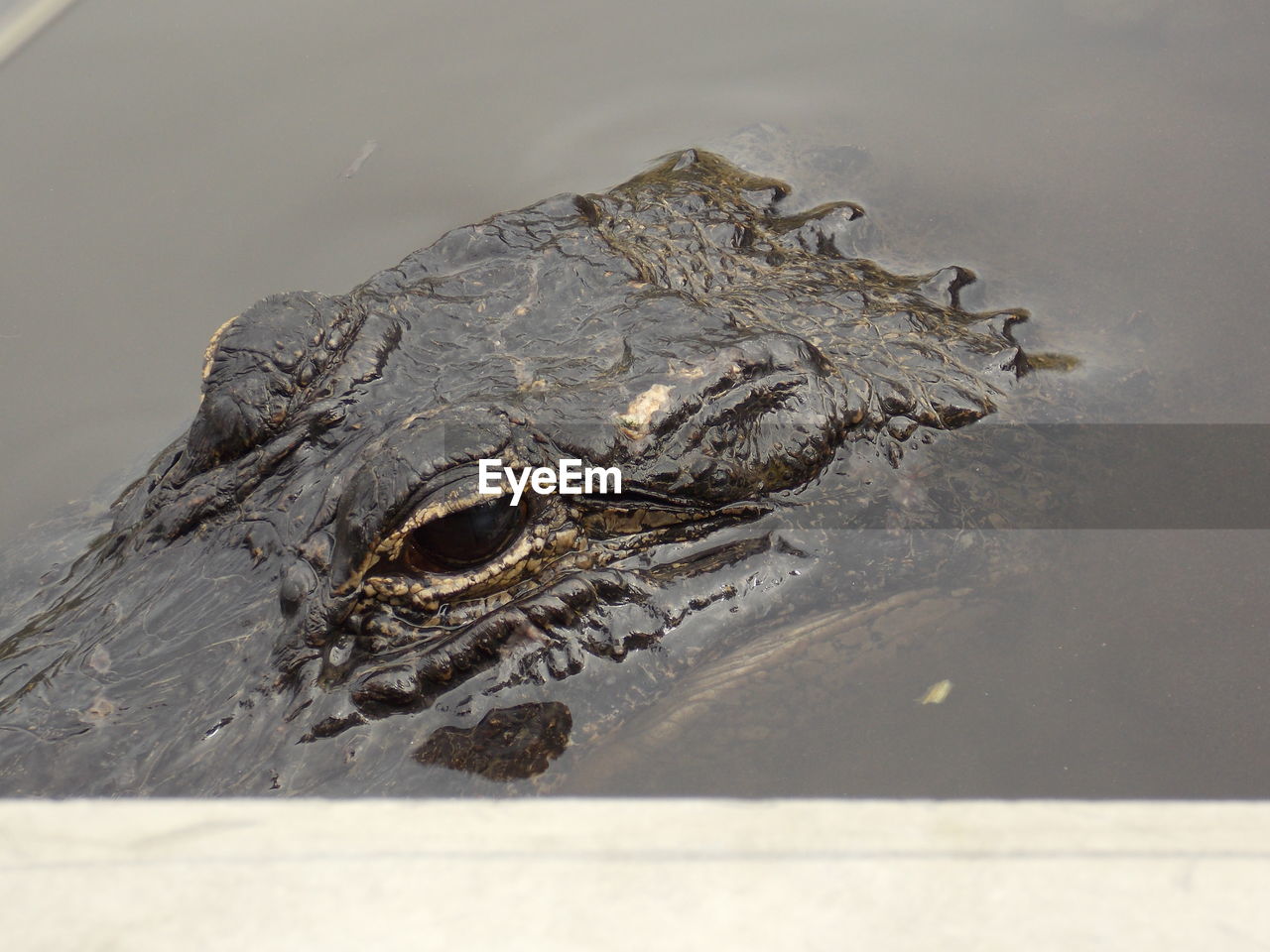 View of crocodile in sea