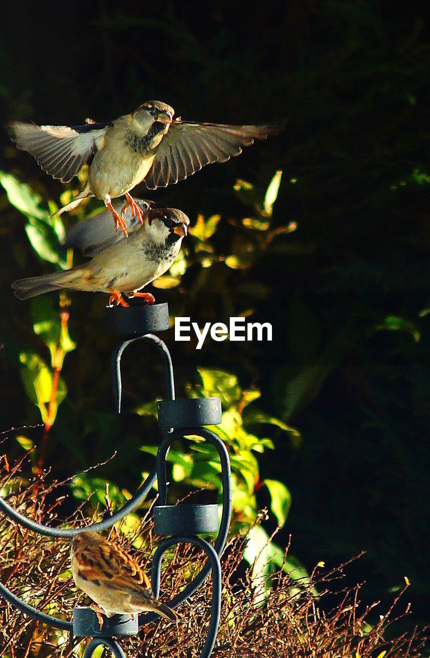 BIRD PERCHING ON LEAF