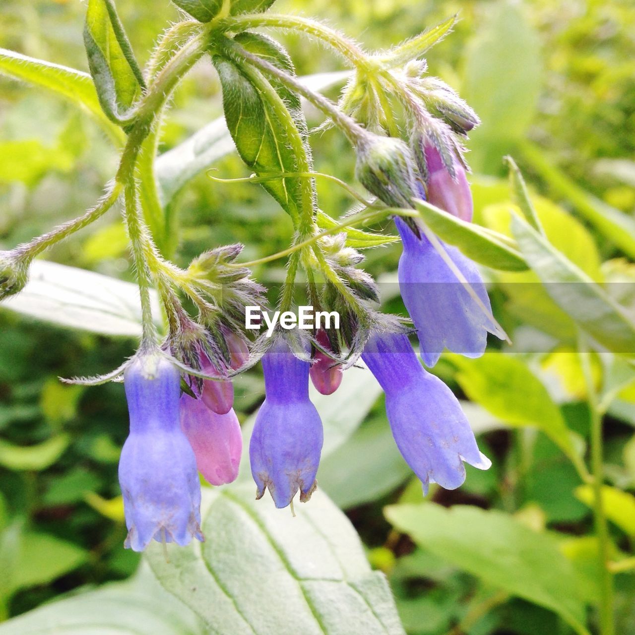 CLOSE-UP OF PURPLE FLOWERS BLOOMING AGAINST SKY