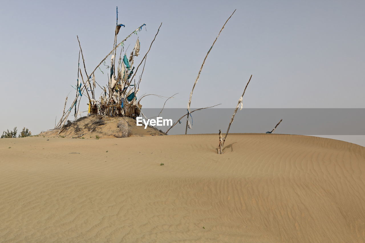 DEAD PLANT ON SAND DUNE