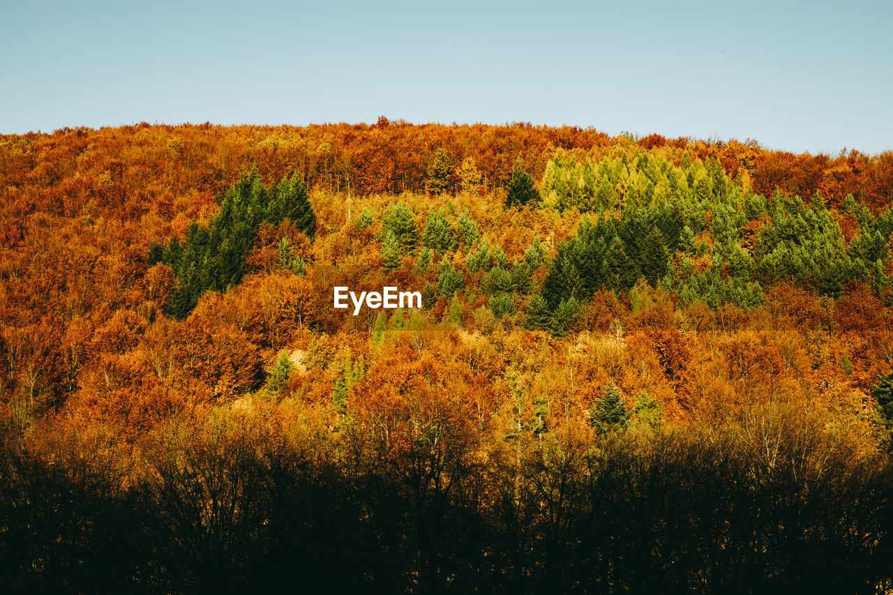 SCENIC VIEW OF FOREST AGAINST SKY