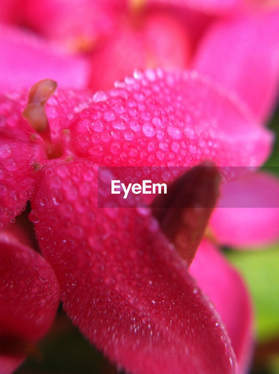 Close-up of wet pink flower