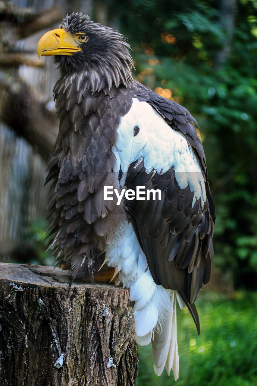 Close-up of bird perching on tree stump