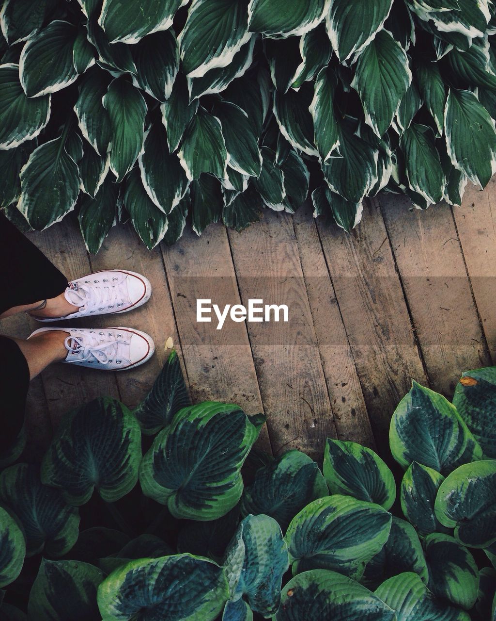 Low section of woman wearing canvas shoes standing on boardwalk amidst plants