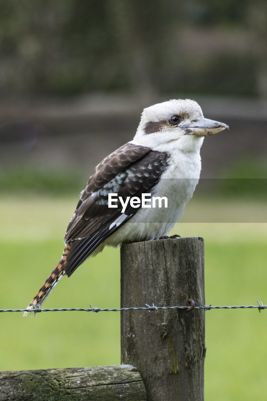 CLOSE-UP OF SPARROW PERCHING ON WOODEN POST