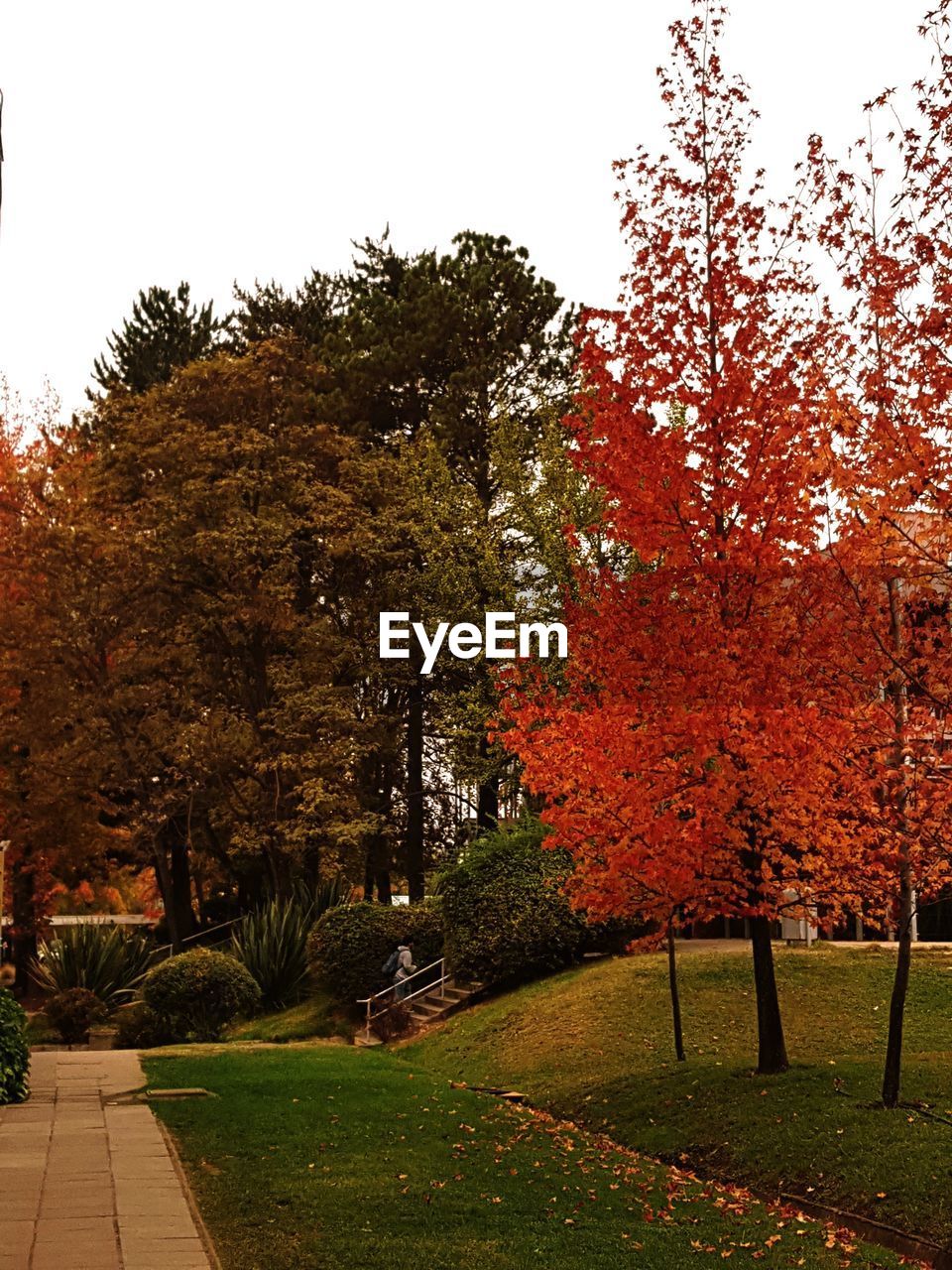 TREES IN PARK DURING AUTUMN