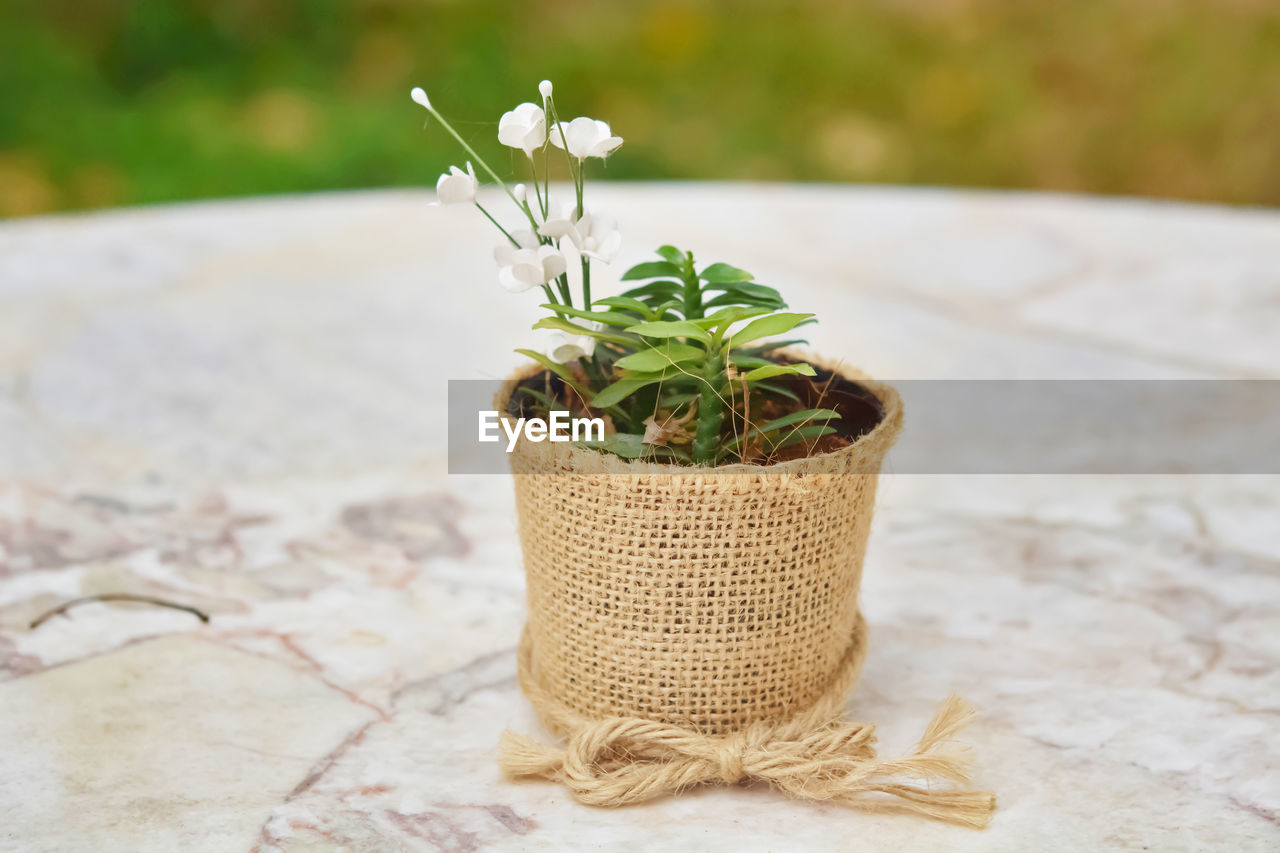 Basket Beauty In Nature Close-up Container Day Flower Flowering Plant Focus On Foreground Freshness Green Color Growth Leaf Nature No People Outdoors Plant Plant Part Potted Plant