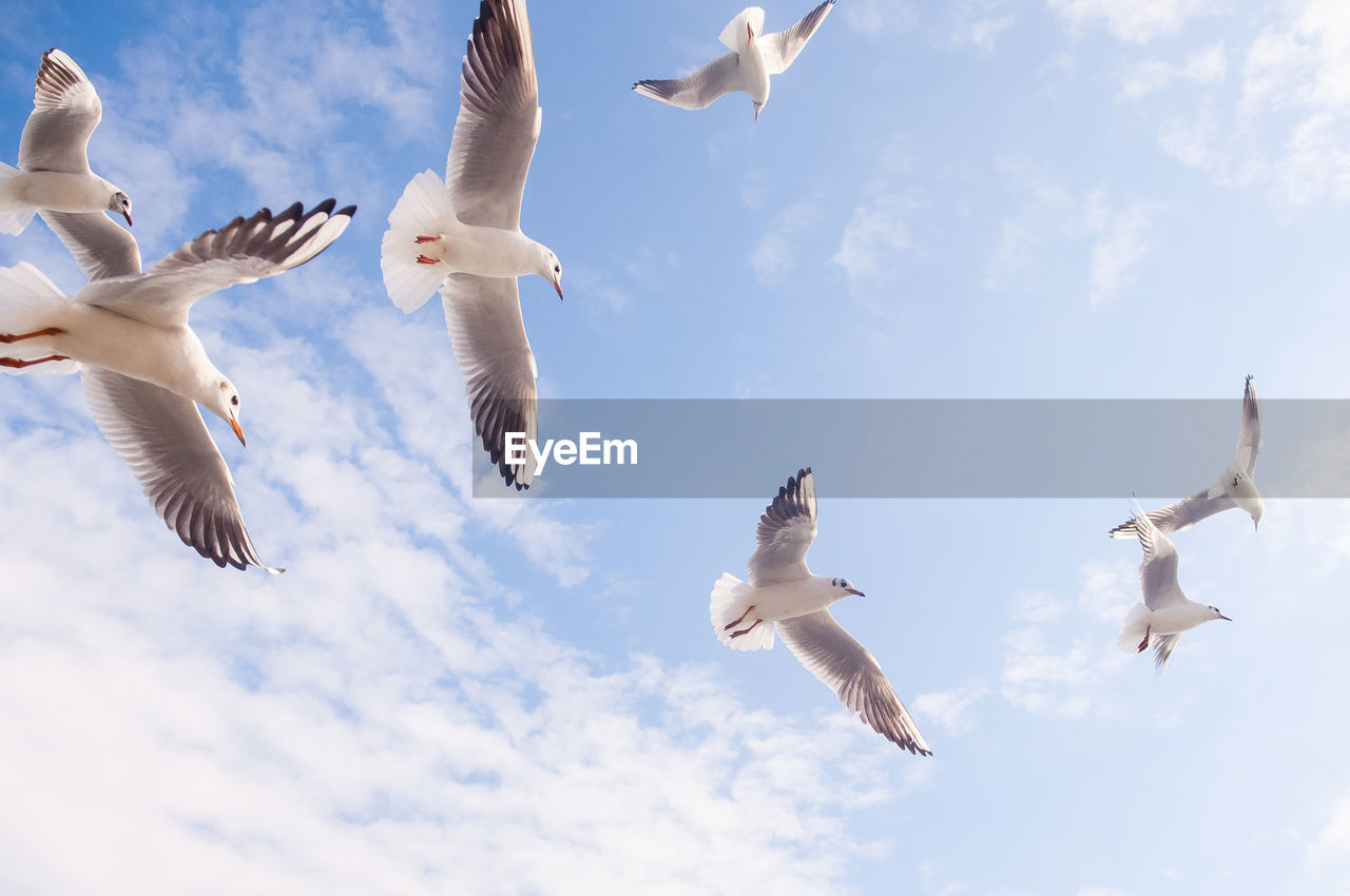 LOW ANGLE VIEW OF SEAGULLS