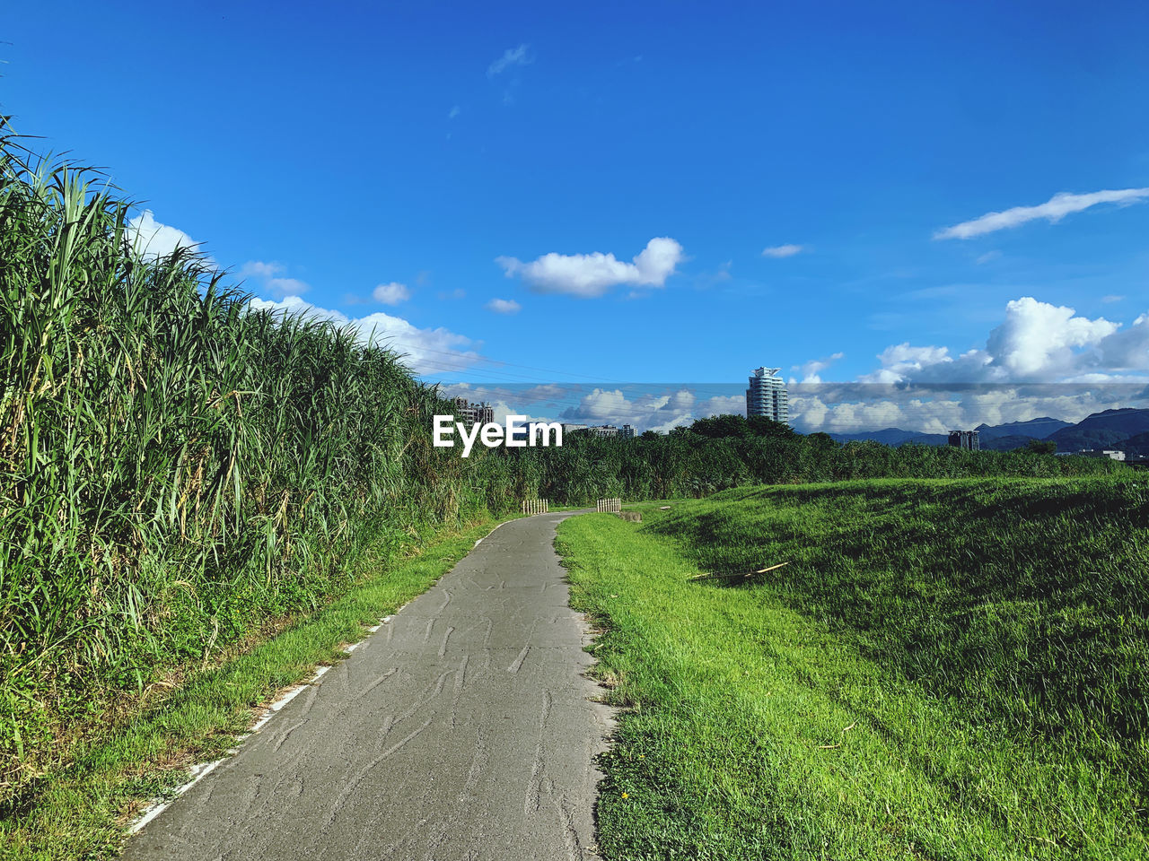 ROAD AMIDST PLANTS ON FIELD