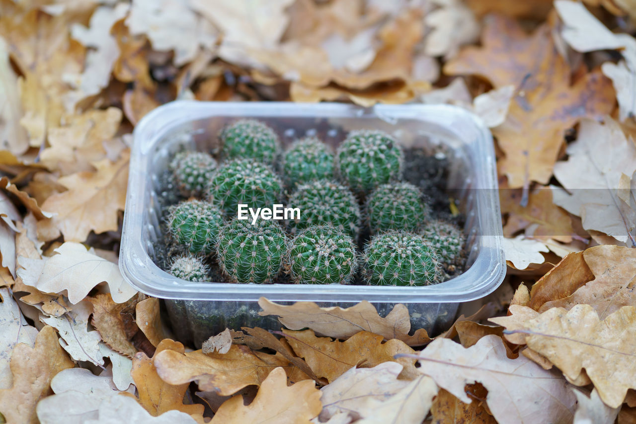 Young cactus seedlings in plastic container stand on dry fallen oak leaves outdoors in autumn season