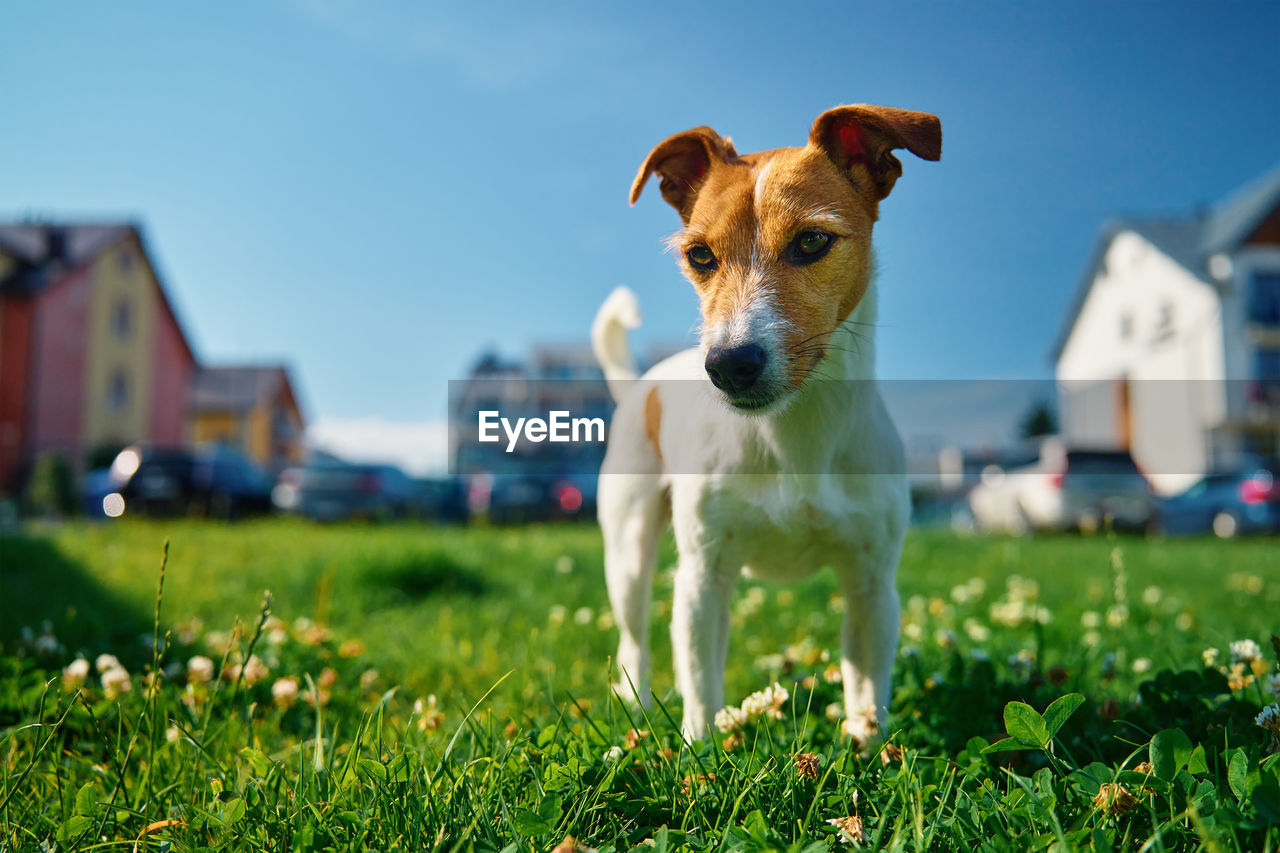 Cute small dog on lawn with green grass near living house at summer day. active pet outdoors