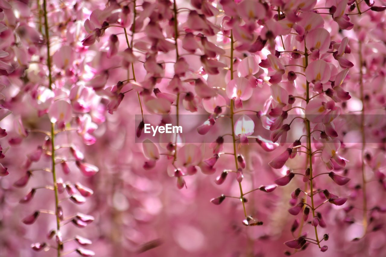 FULL FRAME SHOT OF PINK FLOWERS