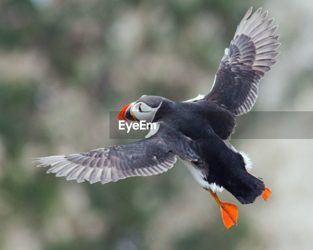 Close-up of puffin flying outdoors