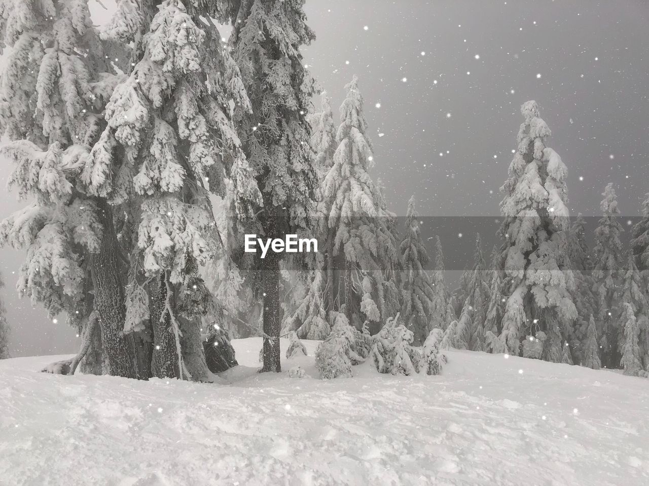 TREES ON SNOW LANDSCAPE AGAINST SKY