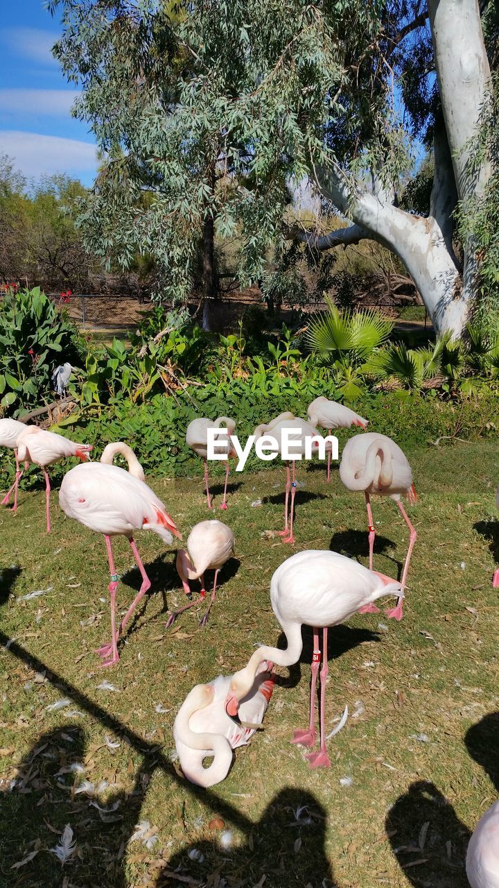 FLOCK OF BIRDS BY TREE