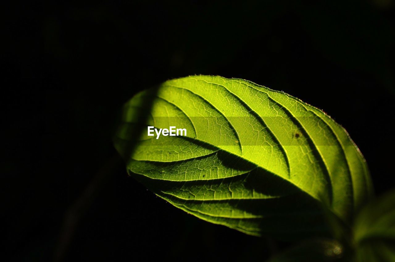 Close-up of green leaf growing outdoors