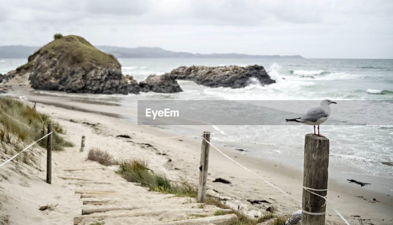 Seagull perching on wooden post