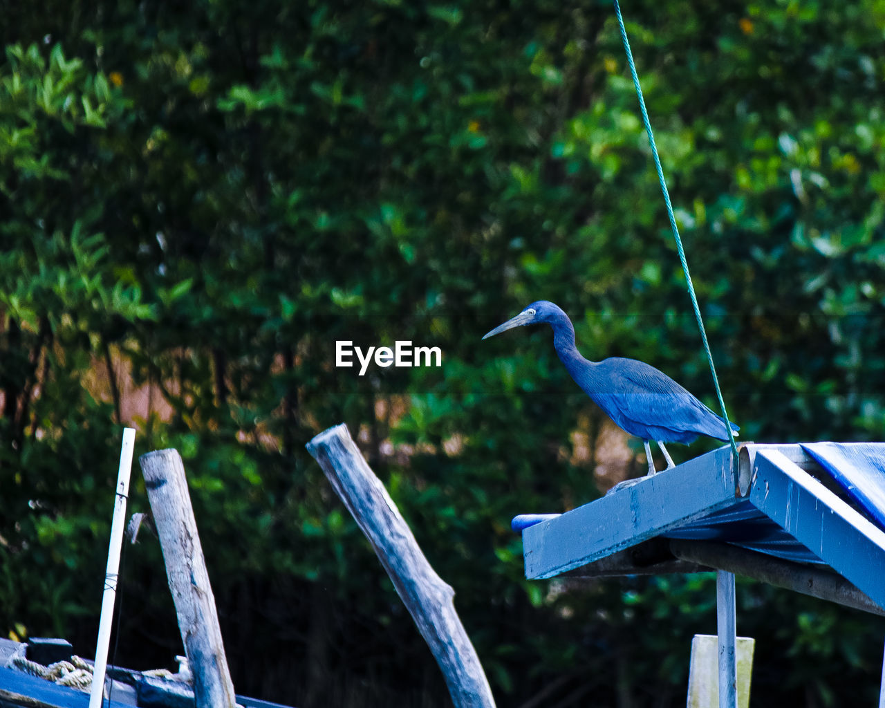 BLUE HERON PERCHING ON A TREE