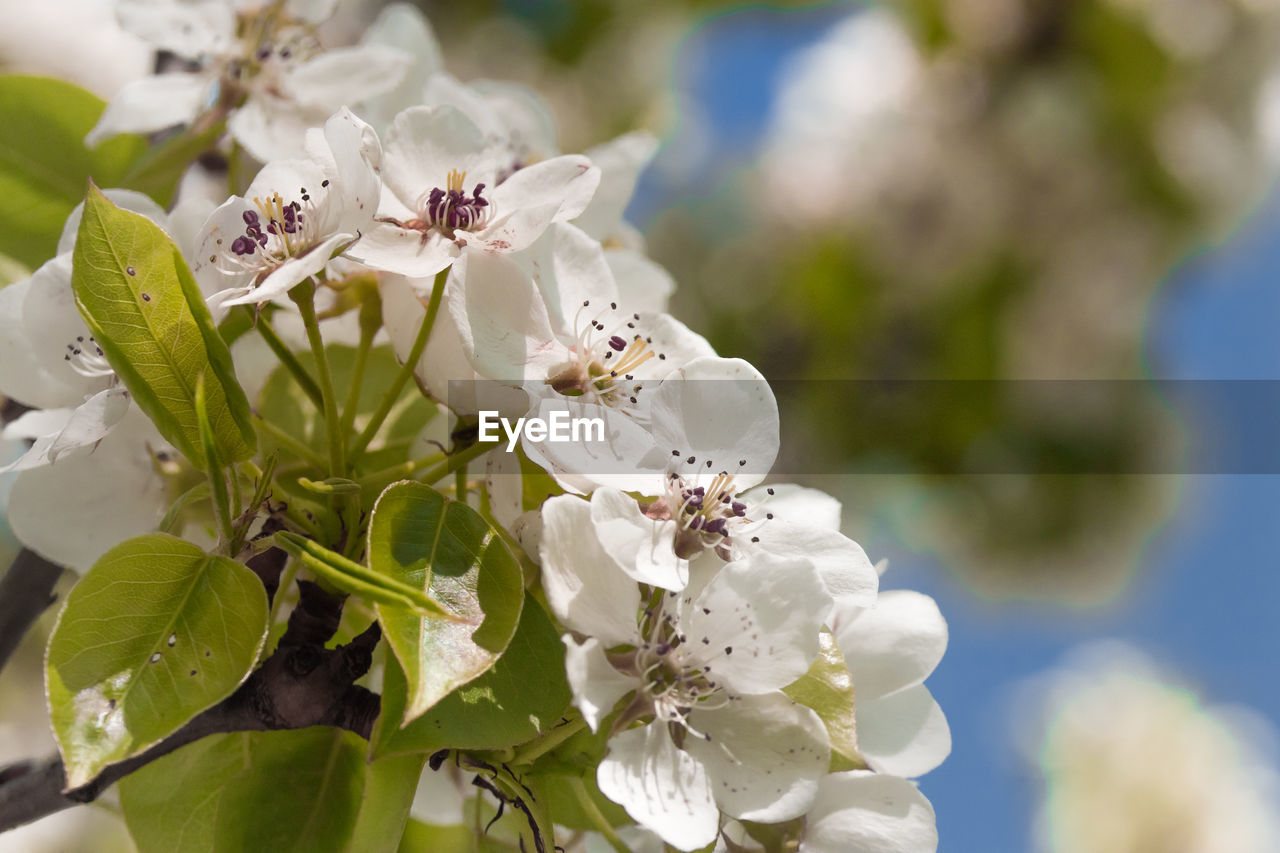 CLOSE-UP OF WHITE CHERRY BLOSSOM