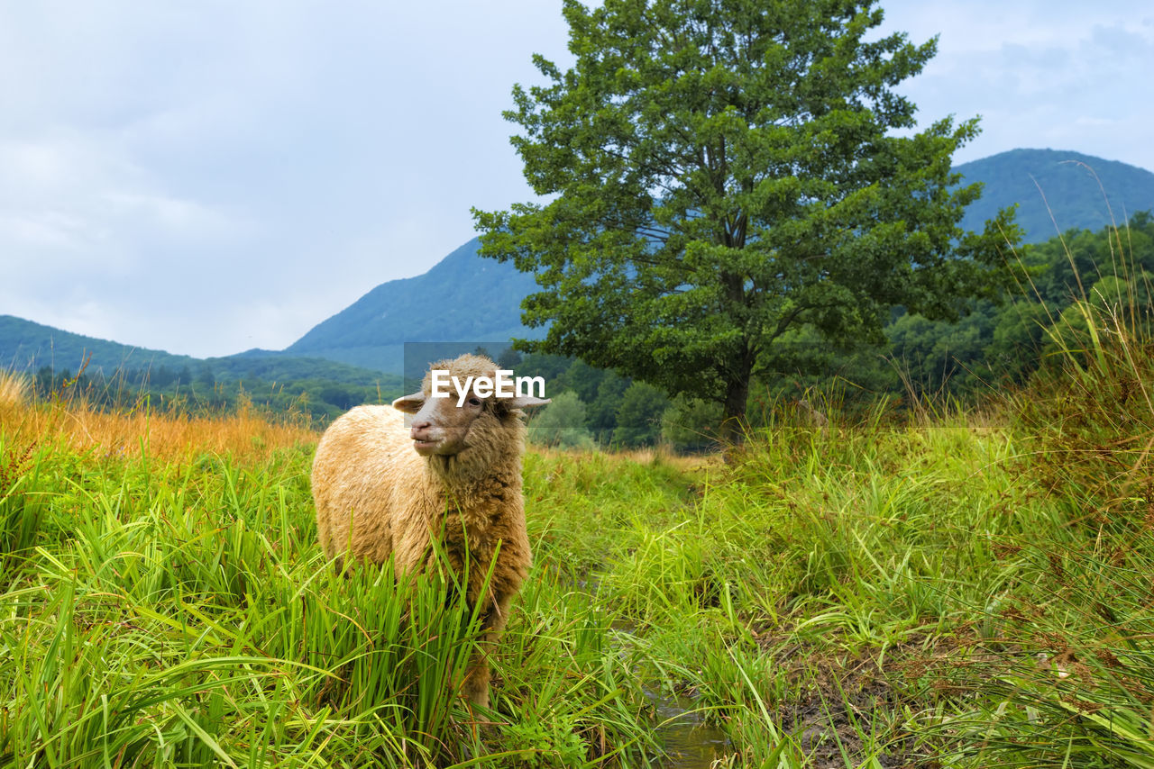 VIEW OF ANIMAL ON FIELD