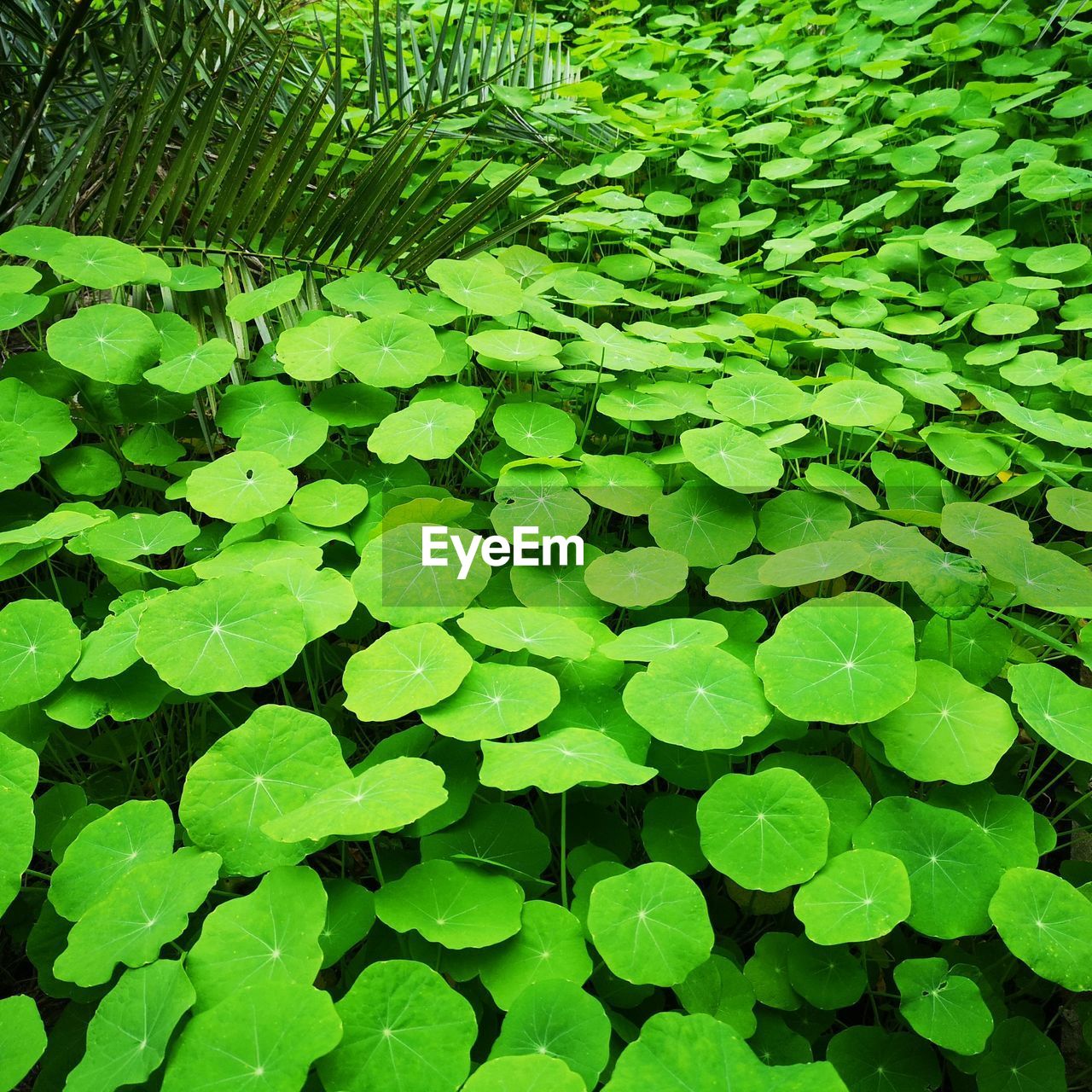 green, leaf, plant, plant part, growth, water, nature, beauty in nature, backgrounds, full frame, no people, tranquility, day, freshness, wet, floating, outdoors, floating on water, close-up, high angle view, water lily, aquatic plant, flower, drop, foliage, grass, lake, lush foliage, leaves, vegetation