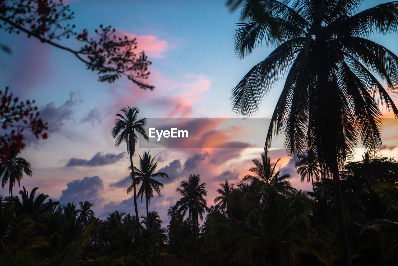 Low angle view of palm trees against sky during sunset