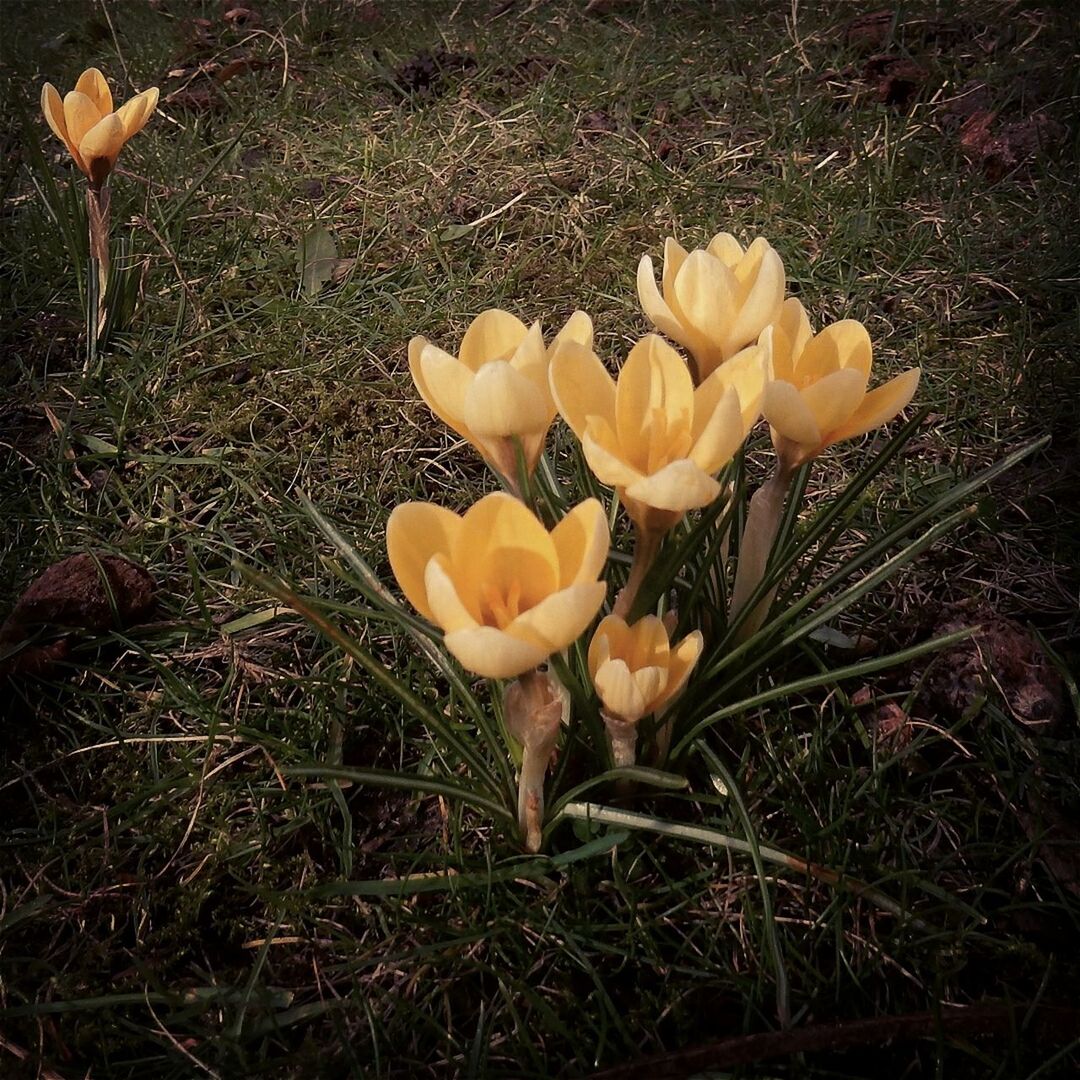 HIGH ANGLE VIEW OF FLOWERS ON GRASS