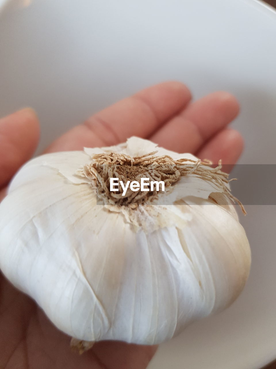 Cropped hand holding garlic