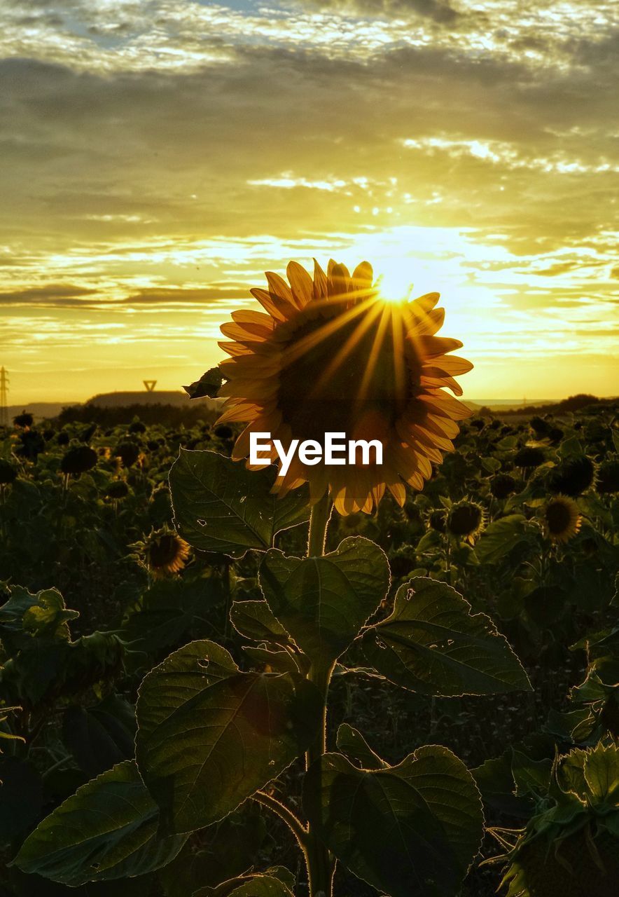 sunlight, plant, sunflower, sky, beauty in nature, nature, yellow, flower, growth, field, sunset, cloud, flowering plant, freshness, land, leaf, no people, flower head, fragility, landscape, tranquility, scenics - nature, outdoors, environment, inflorescence, plant part, tranquil scene, close-up, petal
